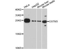 Western blot analysis of extracts of various cell lines, using GSTM3 antibody (ABIN2736867) at 1:3000 dilution.