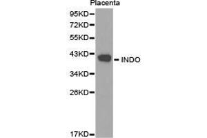 Western Blotting (WB) image for anti-Indoleamine 2,3-Dioxygenase 1 (IDO1) antibody (ABIN1873231)