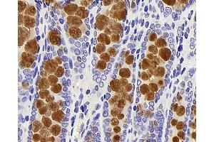 Immunohistochemistry analysis of paraffin-embedded rat colon using MUC2 Polyclonal Antibody at dilution of 1:600.