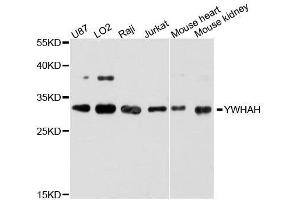 Western blot analysis of extracts of various cell lines, using YWHAH antibody. (14-3-3 eta antibody  (AA 1-246))