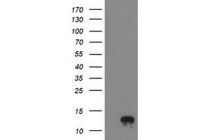 Western Blotting (WB) image for anti-NADH Dehydrogenase (Ubiquinone) 1 alpha Subcomplex, 7, 14.5kDa (NDUFA7) antibody (ABIN1499660) (NDUFA7 antibody)