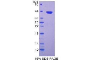 SDS-PAGE (SDS) image for Inhibin, alpha (INHA) (AA 25-363) protein (His tag) (ABIN2125250) (Inhibin alpha Protein (AA 25-363) (His tag))