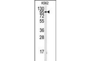 Western blot analysis of anti-FGFR1 Antibody  h in K562 cell line lysates (35 μg/lane). (FGFR1 antibody  (AA 132-161))