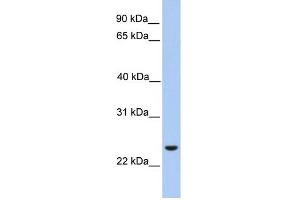 WB Suggested Anti-ORAI1 Antibody Titration:  0. (ORAI1 antibody  (Middle Region))