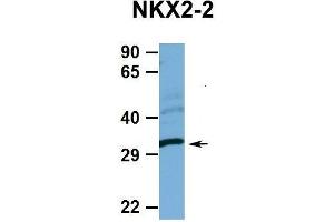 Hum. (Nkx2-2 antibody  (N-Term))