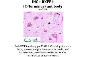 Image no. 1 for anti-Relaxin 3 Receptor 1 (RXFP3) (C-Term) antibody (ABIN1738989)