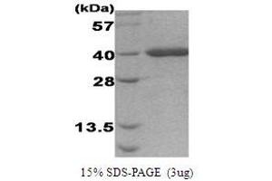 Figure annotation denotes ug of protein loaded and % gel used. (Activator of HSP90 ATPase Activity 1 (AHSA1) (AA 19-337) Peptide)