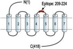 Neurotensin Receptor 1 (High Affinity) (NTSR1) peptide