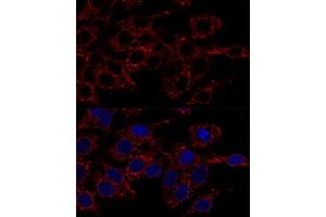 Confocal immunofluorescence analysis of Hela cells using  antibody  at dilution of 1:200. (ATP5A1 antibody)