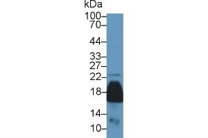 Western blot analysis of Mouse Kidney lysate, using Mouse PRDX5 Antibody (1 µg/ml) and HRP-conjugated Goat Anti-Rabbit antibody (