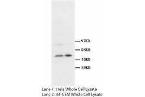 Image no. 2 for anti-S-Phase Kinase-Associated Protein 2 (SKP2) (N-Term) antibody (ABIN1495043) (SKP2 antibody  (N-Term))