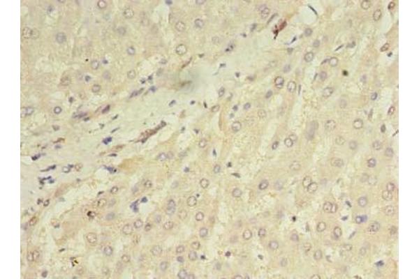 ORMDL1 antibody  (AA 48-100)