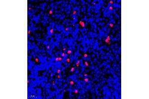 Immunofluorescent analysis of paraffin embedded mouse spleen using S100A9 (ABIN7075497) at dilution of 1: 900 (S100A9 antibody)