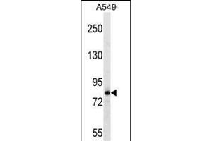 FSCB Antibody (C-term) (ABIN1537605 and ABIN2849407) western blot analysis in A549 cell line lysates (35 μg/lane). (FSCB antibody  (C-Term))