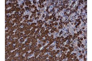 IHC-P Image Ferredoxin Reductase antibody detects Ferredoxin Reductase protein at mitochondria in rat adrenal gland by immunohistochemical analysis. (Ferredoxin Reductase antibody)