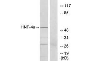 Western Blotting (WB) image for anti-Hepatocyte Nuclear Factor 4, alpha (HNF4A) (AA 280-329) antibody (ABIN2889004) (HNF4A antibody  (AA 280-329))