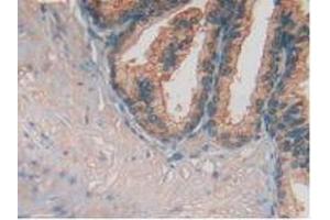 IHC-P analysis of Human Prostate Gland Tissue, with DAB staining. (FUCA1 antibody  (AA 53-289))