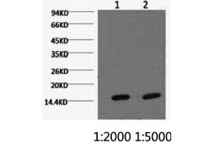 Western Blotting (WB) image for anti-Cytochrome C Oxidase Subunit IV Isoform 1 (COX4I1) antibody (ABIN5956222) (COX IV antibody)