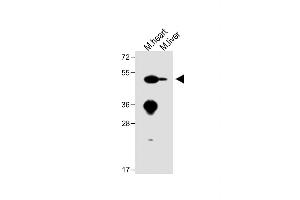 All lanes : Anti-ENT1 Antibody (C-term) at 1:1000 dilution Lane 1: Mouse heart lysate Lane 2: Mouse liver lysate Lysates/proteins at 20 μg per lane.
