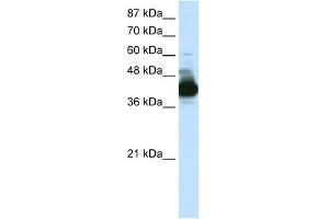 WB Suggested Anti-CSTF3 Antibody Titration:  0. (CSTF3 antibody  (N-Term))