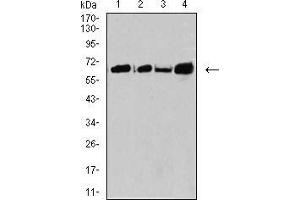 Western blot analysis using CPV-VP2 mouse mAb against SW480 (1), A431 (2), K562 (3), and BCBL-1 (4) cell lysate. (CPV-VP2 (AA 1-128) antibody)