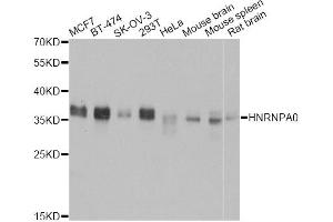 Western blot analysis of extracts of various cell lines, using HNRNPA0 antibody (ABIN5973588) at 1:3000 dilution.