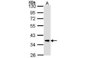 WB Image Sample (30 ug of whole cell lysate) A: Hep G2 , 10% SDS PAGE antibody diluted at 1:1000 (FBXL12 antibody  (C-Term))