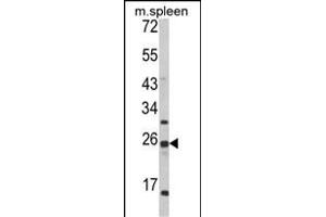 Western blot analysis of FKBP11 Antibody (C-term) (ABIN652245 and ABIN2841019) in mouse spleen tissue lysates (35 μg/lane). (FKBP11 antibody  (C-Term))