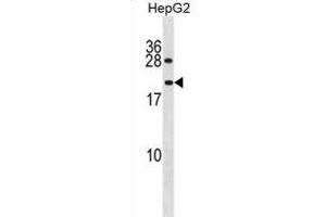 IAL4A Antibody (N-term) (ABIN1881677 and ABIN2839019) western blot analysis in HepG2 cell line lysates (35 μg/lane). (PPIAL4A antibody  (N-Term))