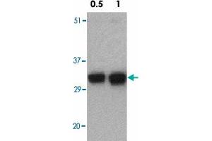 Western blot analysis of FAIM2 in EL4 cell lysate with FAIM2 polyclonal antibody  at 0. (FAIM2 antibody  (N-Term))