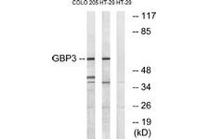 Western blot analysis of extracts from HT-29/COLO cells, using GBP3 Antibody. (GBP3 antibody  (AA 481-530))