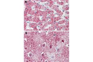Immunohistochemical staining of formalin-fixed, paraffin-embedded human liver (A) and human brain, cortex (B) tissue after heat-induced antigen retrieval. (TAO Kinase 1 (TAOK1) (C-Term) antibody)
