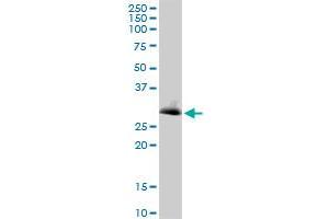 VAPB MaxPab polyclonal antibody. (VAPB antibody  (AA 1-243))