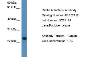 WB Suggested Anti-Capsl  Antibody Titration: 0.