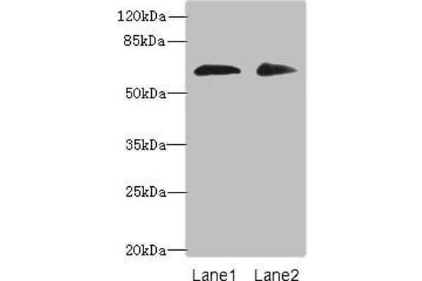 ZNF529 antibody  (AA 393-563)