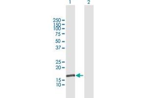 Western Blot analysis of NUDT1 expression in transfected 293T cell line by NUDT1 MaxPab polyclonal antibody. (NUDT1 antibody  (AA 1-156))