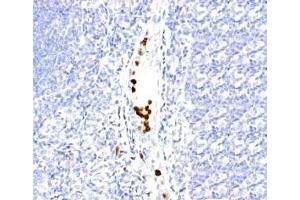 Formalin-fixed, paraffin-embedded human tonsil stained with Granulocyte antibody (SPM250). (Granulocytes antibody)