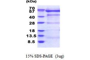 SDS-PAGE (SDS) image for Oxidative-Stress Responsive 1 (OXSR1) (AA 1-527) protein (His tag) (ABIN5853924)