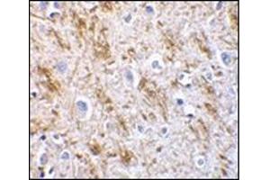 Immunohistochemistry of neurturin in human brain tissue with this product at 5 μg/ml. (Neurturin antibody  (AA 178-193))