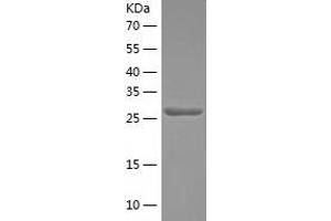 Western Blotting (WB) image for Syntaxin 1A (Brain) (STX1A) (AA 1-265) protein (His tag) (ABIN7287351) (STX1A Protein (AA 1-265) (His tag))