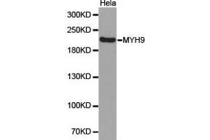 Western Blotting (WB) image for anti-Myosin 9 (MYH9) antibody (ABIN1873802) (Myosin 9 antibody)