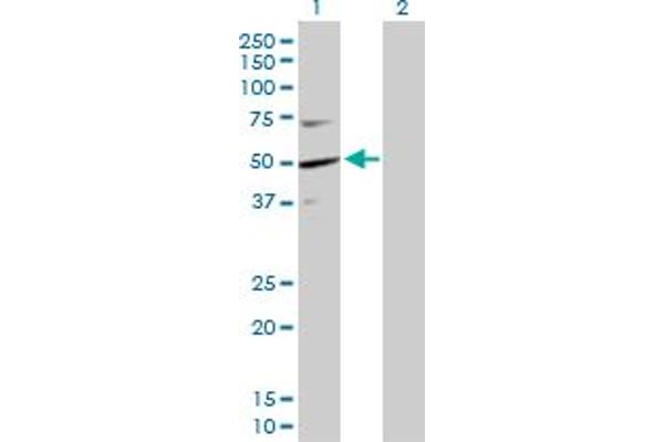 KPTN antibody  (AA 1-436)