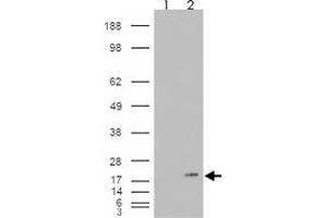 293 overexpressing PLA2G1B and probed with PLA2G1B polyclonal antibody  (mock transfection in first lane), tested by Origene. (PLA2G1B antibody)