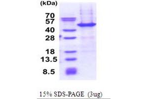 Nuclear Apoptosis Inducing Factor 1 (NAIF1) (AA 1-327) protein (His tag)