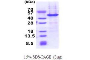 SDS-PAGE (SDS) image for Nuclear Apoptosis Inducing Factor 1 (NAIF1) (AA 1-327) protein (His tag) (ABIN6387435)