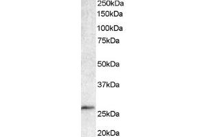 ABIN184562 staining (1µg/ml) of Human Lymph Node lysate (35µg protein in RIPA buffer). (BCL7A antibody  (C-Term))