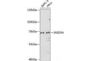 Western blot analysis of extracts of various cell lines using SH2D3A Polyclonal Antibody at dilution of 1:1000. (SH2D3A antibody)