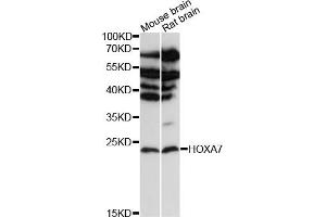 Western blot analysis of extracts of various cell lines, using HOX antibody (ABIN6128063, ABIN6141940, ABIN6141941 and ABIN6216689) at 1:3000 dilution.