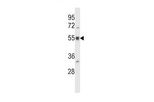 BAIL2 Antibody (N-term) (ABIN657436 and ABIN2846468) western blot analysis in HL-60 cell line lysates (35 μg/lane). (BAIAP2L2 antibody  (N-Term))