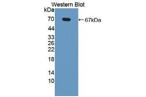 Western blot analysis of the recombinant protein. (NR1D2 antibody  (AA 249-578))